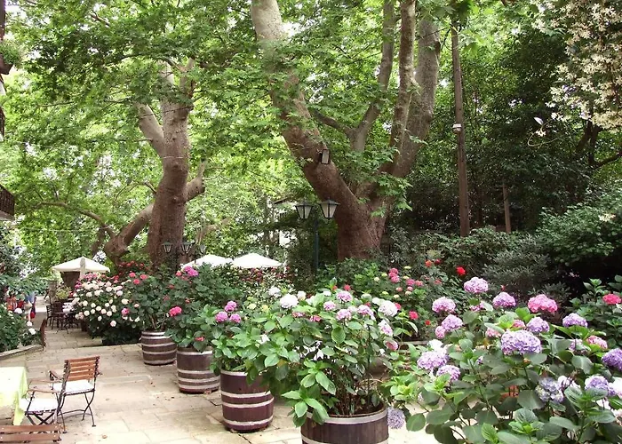 Pensión The Lotus Tree Archontiko & Activity